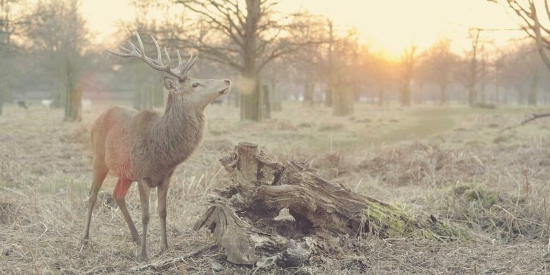 DTC品牌如何利用订阅制模式提升客户终身价值：网络营销与SEO优化的增长策略